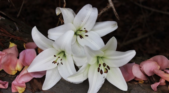 The Echo of Our Hallelujah